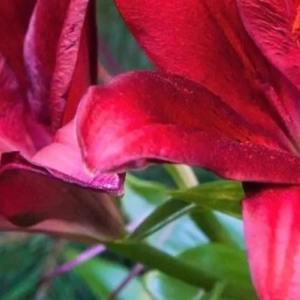 Close-up of deep red flower petals