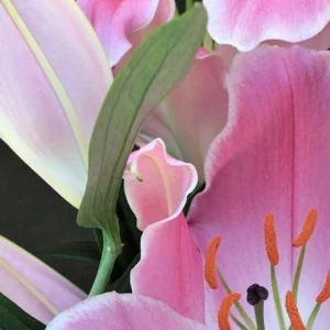 Layered pink petals with green leaf