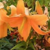 Orange lily flower surrounded by green leaves.