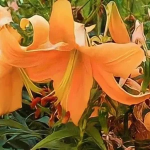 Orange lily flower surrounded by green leaves.