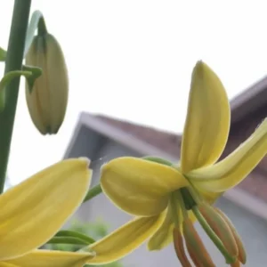 Yellow flowers blooming against a cloudy sky.