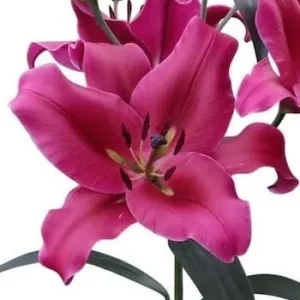 Pink lilies with green leaves on stem.
