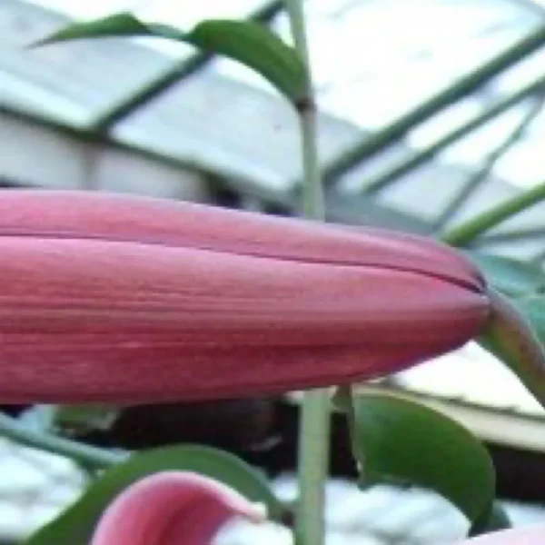 Closed pink lily bud near blooming.