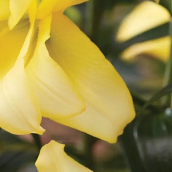 Yellow daffodil with blurred background.