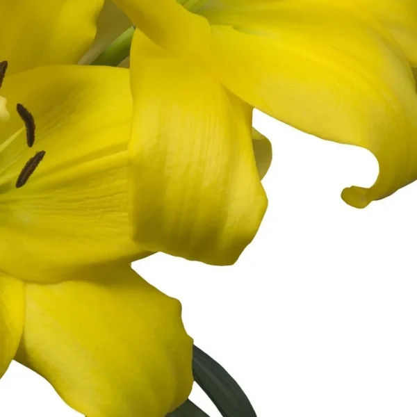 Yellow lily flower close-up with petals.