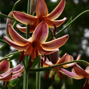 Orange lilies blooming in natural setting.