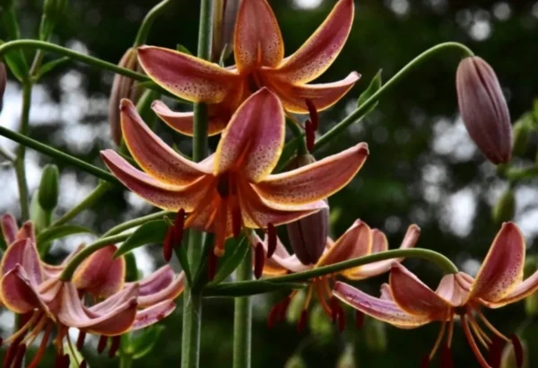 Orange lilies blooming in natural setting.