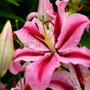 Pink lily with vibrant petals and buds.