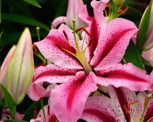 Pink lily with vibrant petals and buds.