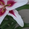 White and pink lily flower in bloom.