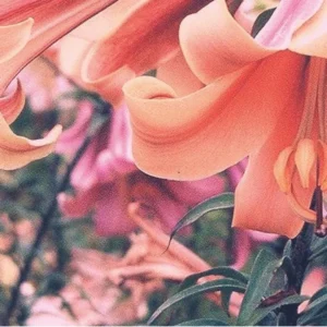 Peach lily flower petals closeup.