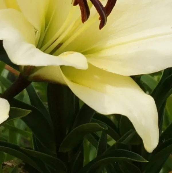 Pale yellow lily flower close-up.