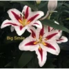 Two lilies with red and white petals.