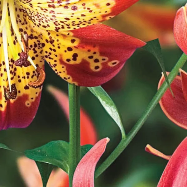 Red and yellow speckled lilies bloom.