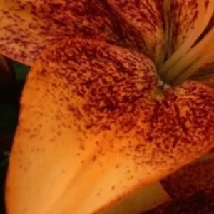 Close-up orange lily petal with red speckles
