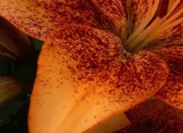 Close-up orange lily petal with red speckles