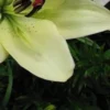 Close up pale yellow lily petal