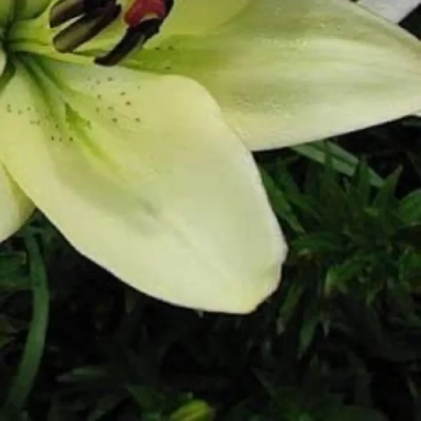 Close up pale yellow lily petal