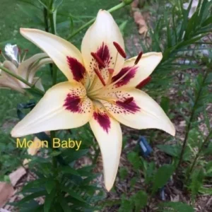 Yellow lily with red markings in garden.