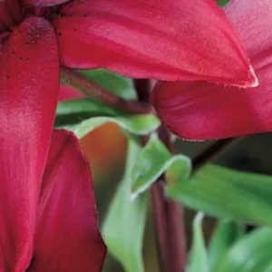 Close-up red lily petals with green foliage