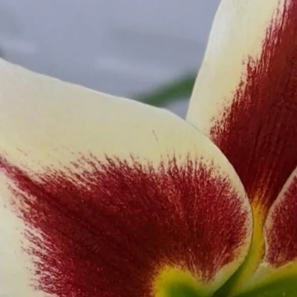 Yellow and red lily petal close-up.