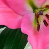 Close-up of a vibrant pink lily flower.