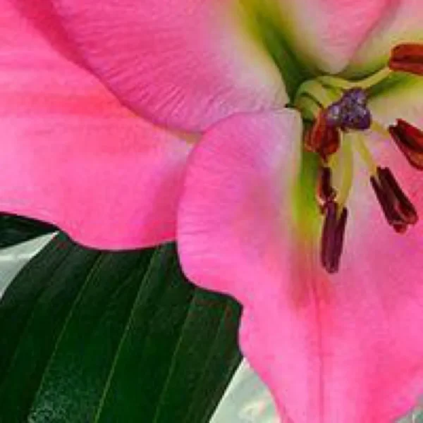 Close-up of a vibrant pink lily flower.