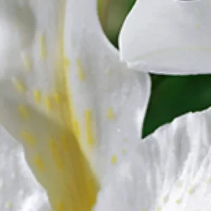 Close-up of white flower petals.