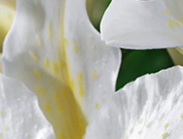 Close-up of white flower petals.