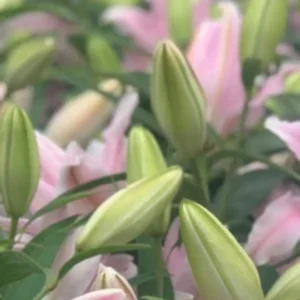 Pink lilies and green buds in garden.