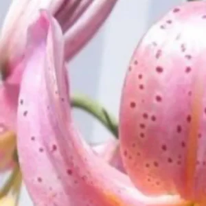 Close-up of a pink spotted lily flower.