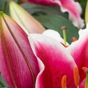 Magenta lily bud and orange anthers