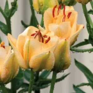 Orange lilies with water droplets and buds.