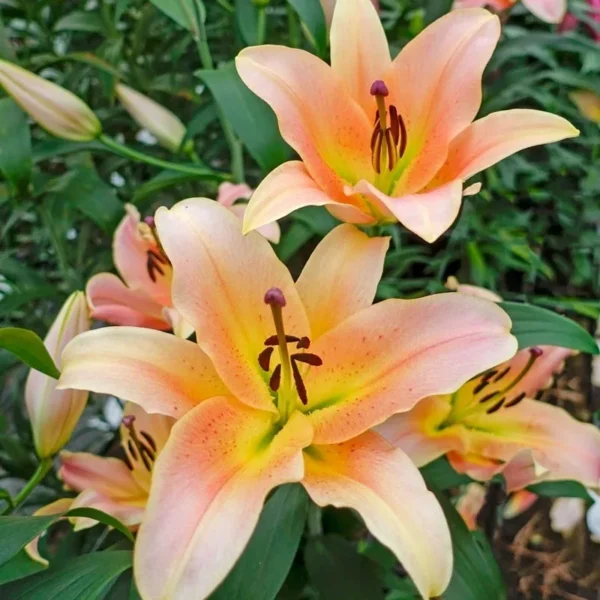 Peach lilies clustered in garden bloom
