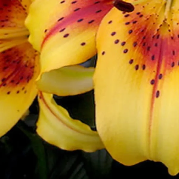 A close up of some yellow flowers with red spots