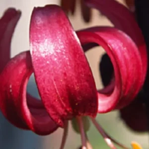 Close-up of a vibrant red lily flower.