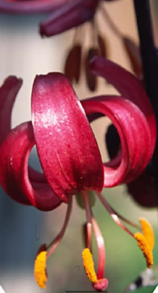 Close-up of a vibrant red lily flower.