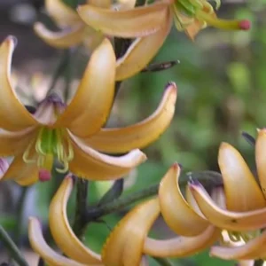 Close-up of orange lily flowers blooming.
