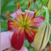 Red lily flower held by hand.