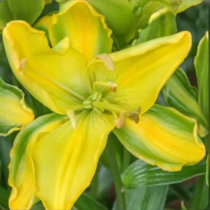 Yellow and green lily flower in bloom.