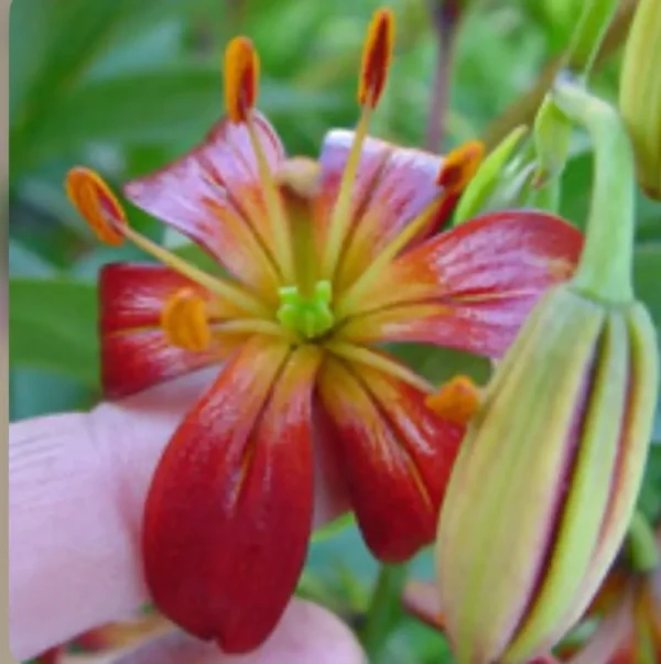 Red lily flower held by hand.