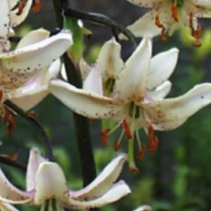 White lilies with orange stamens in bloom.