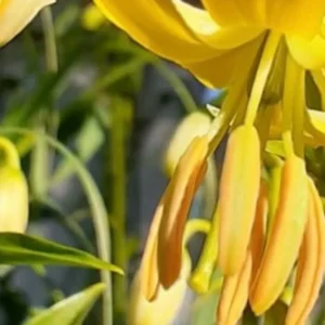 Yellow-orange flowers with green leaves in background.