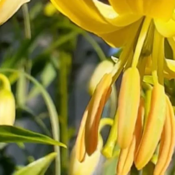 Yellow-orange flowers with green leaves in background.