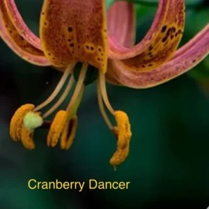 Close-up of a spotted pink flower.