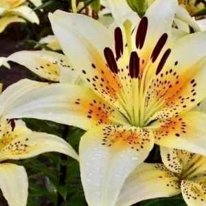 Yellow lilies with dark stamens and spots.