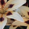 White lily with dark purple center spots.