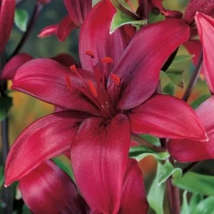 Red lily flower with green leaves.