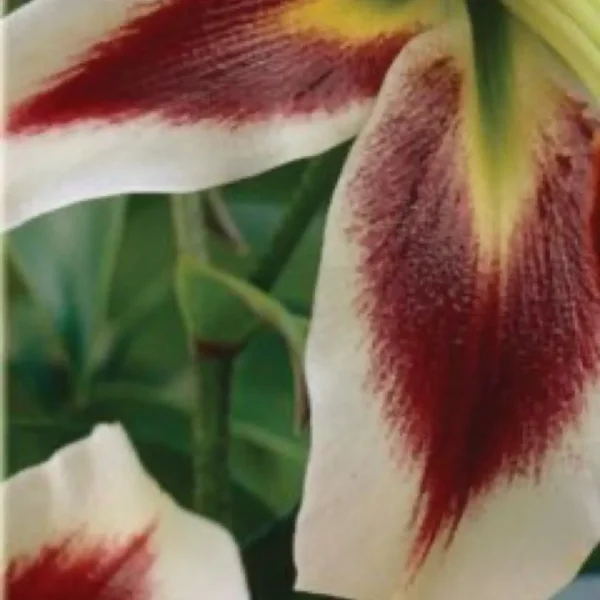 Macro white lily petal with red markings