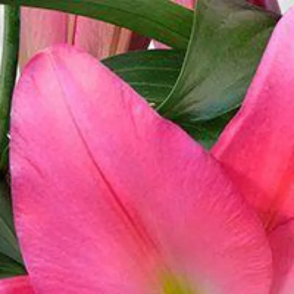 Pink flower with green leaves close-up.